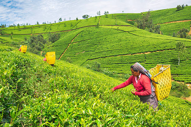 Nuwara Eliya, Sri Lanka