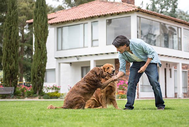 Man training dogs outdoors making them give him their paw - lifestyle