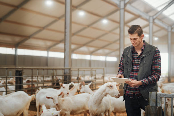 Shot of a young man using a digital tablet at a goat farm