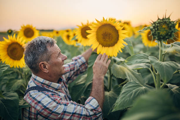 Agricultural occupation, growing sunflowers